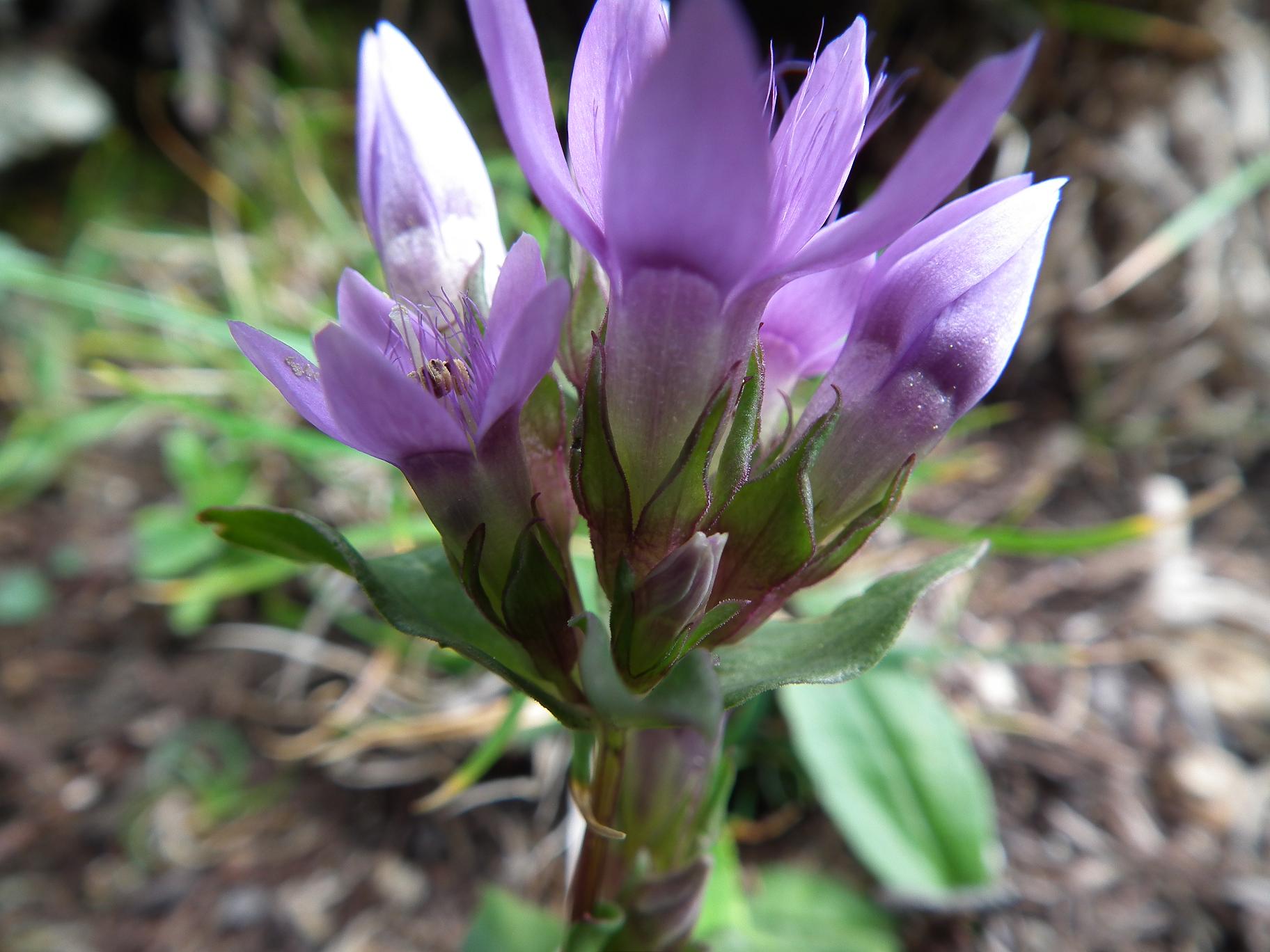 Gentianella da determinare :  Gentianella germanica